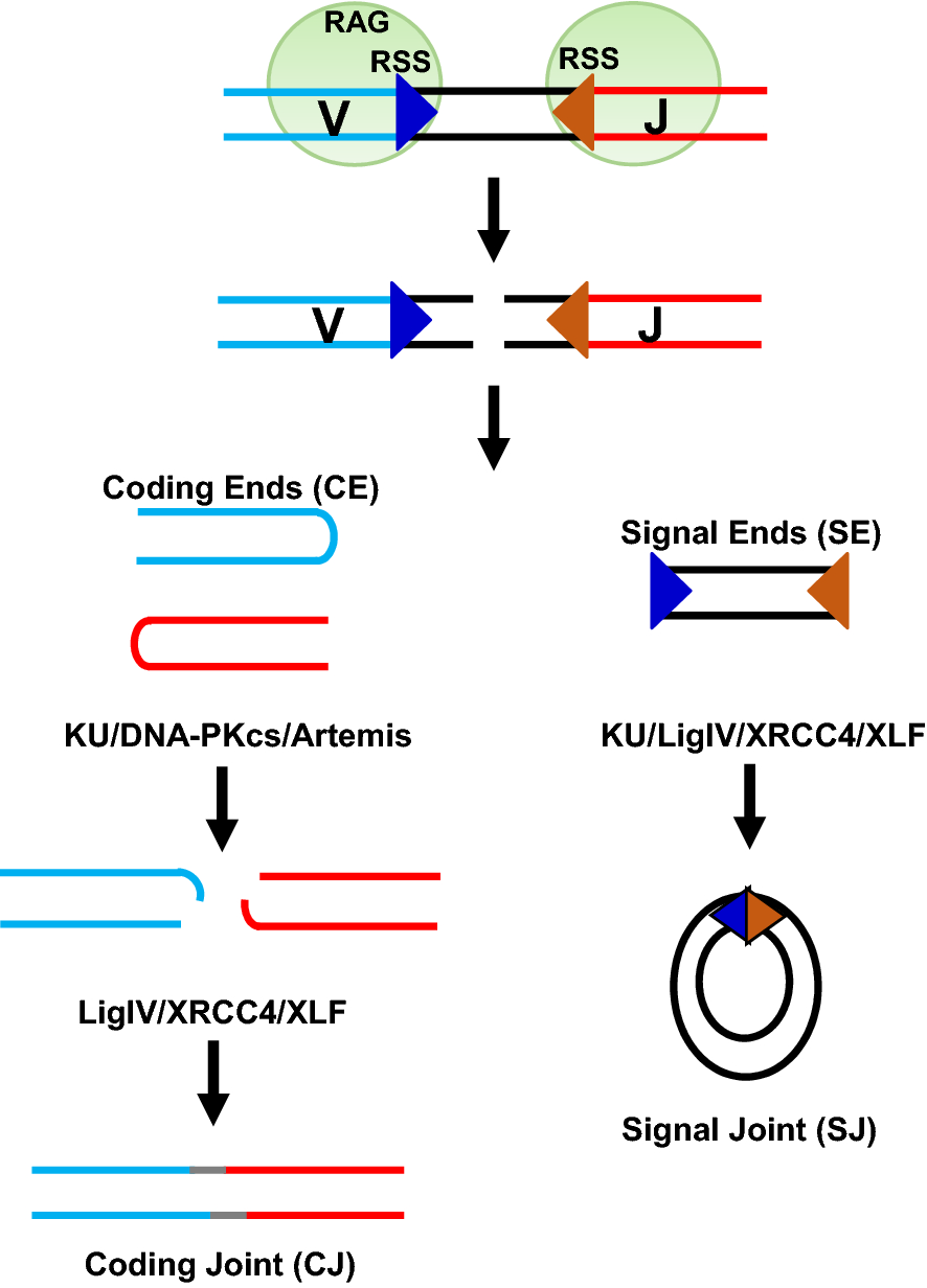 Fig. 2