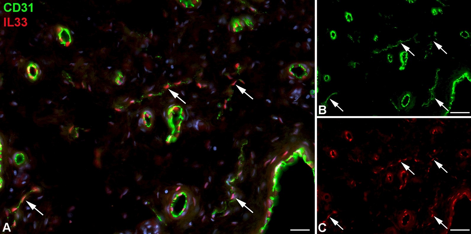 Fig. 12