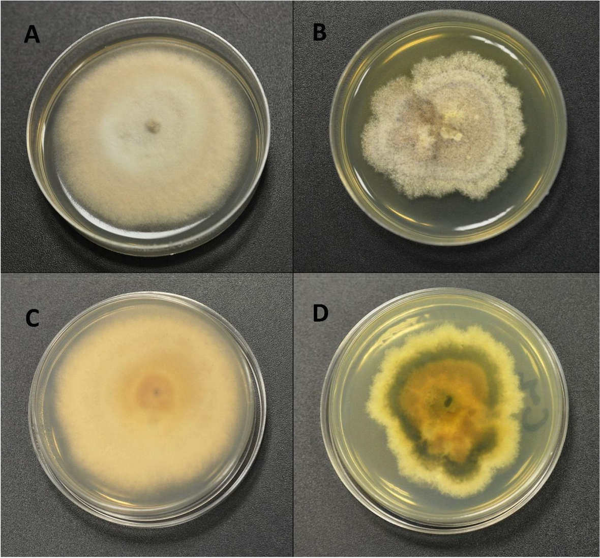 Fig. 3