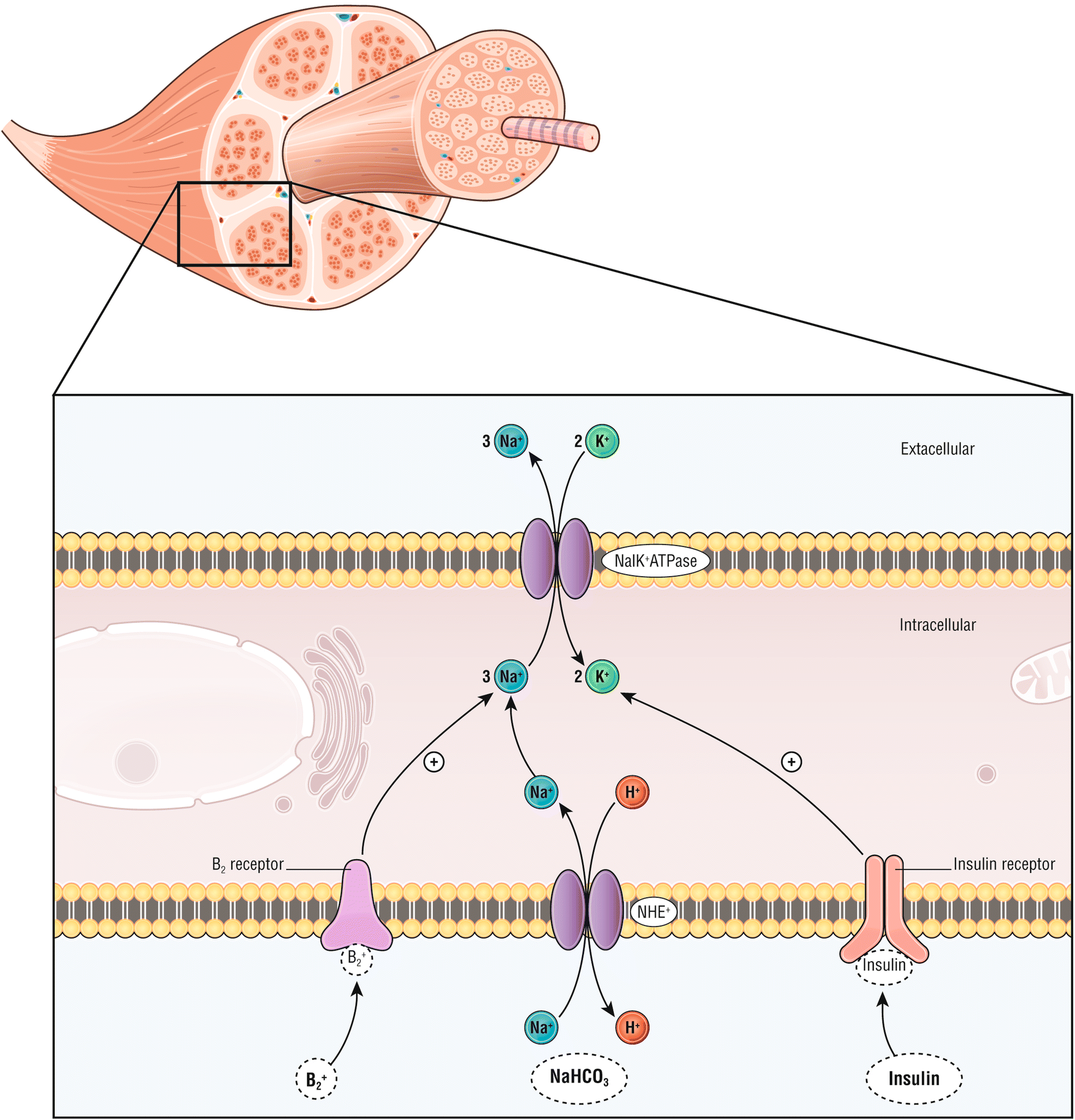 Fig. 3