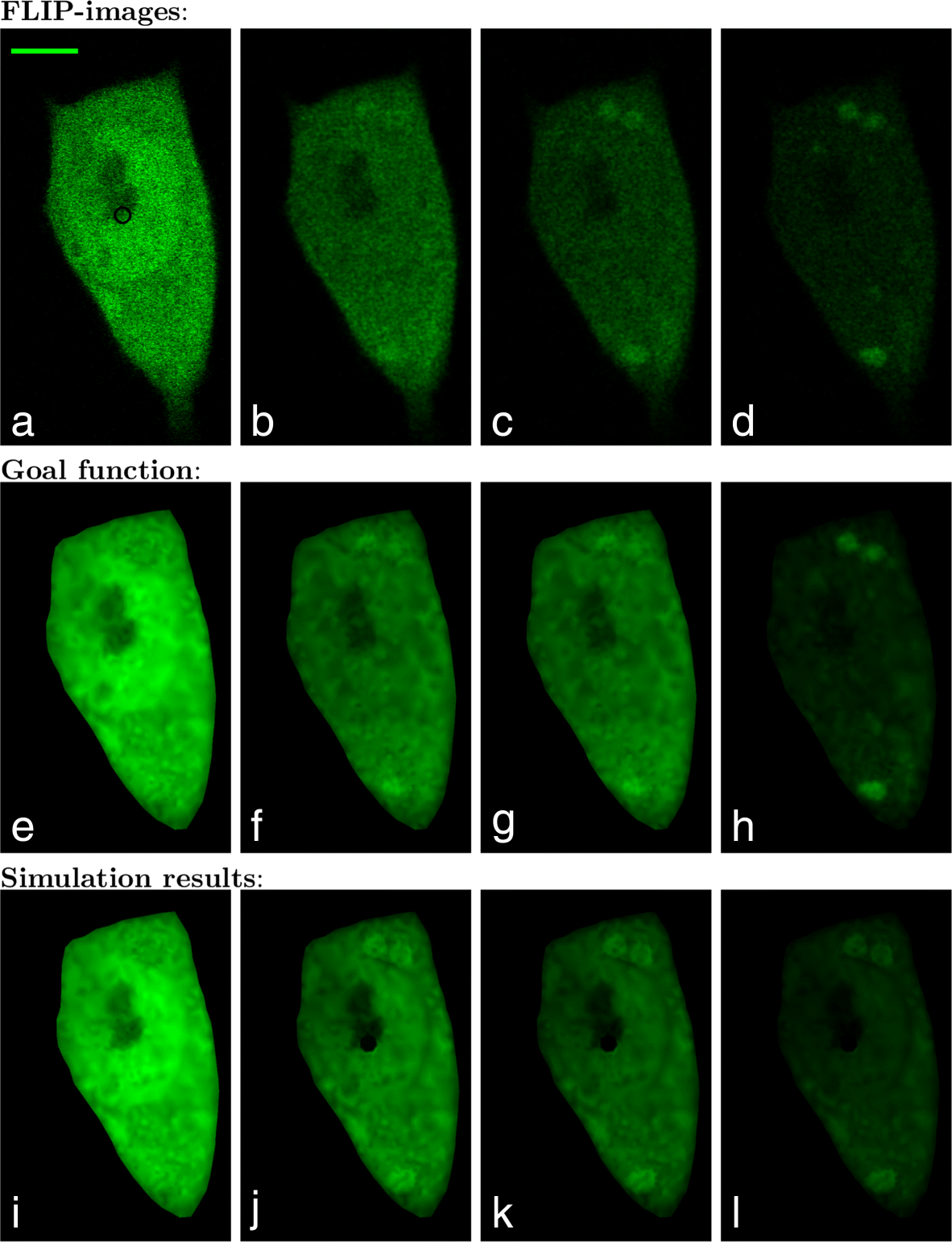 Fig. 5