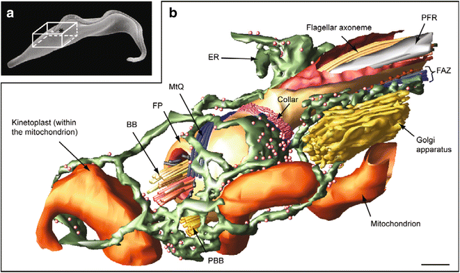 Fig. 2