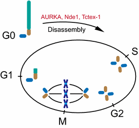 Fig. 1