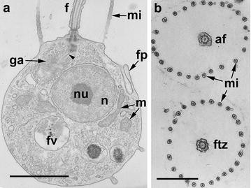 Fig. 1