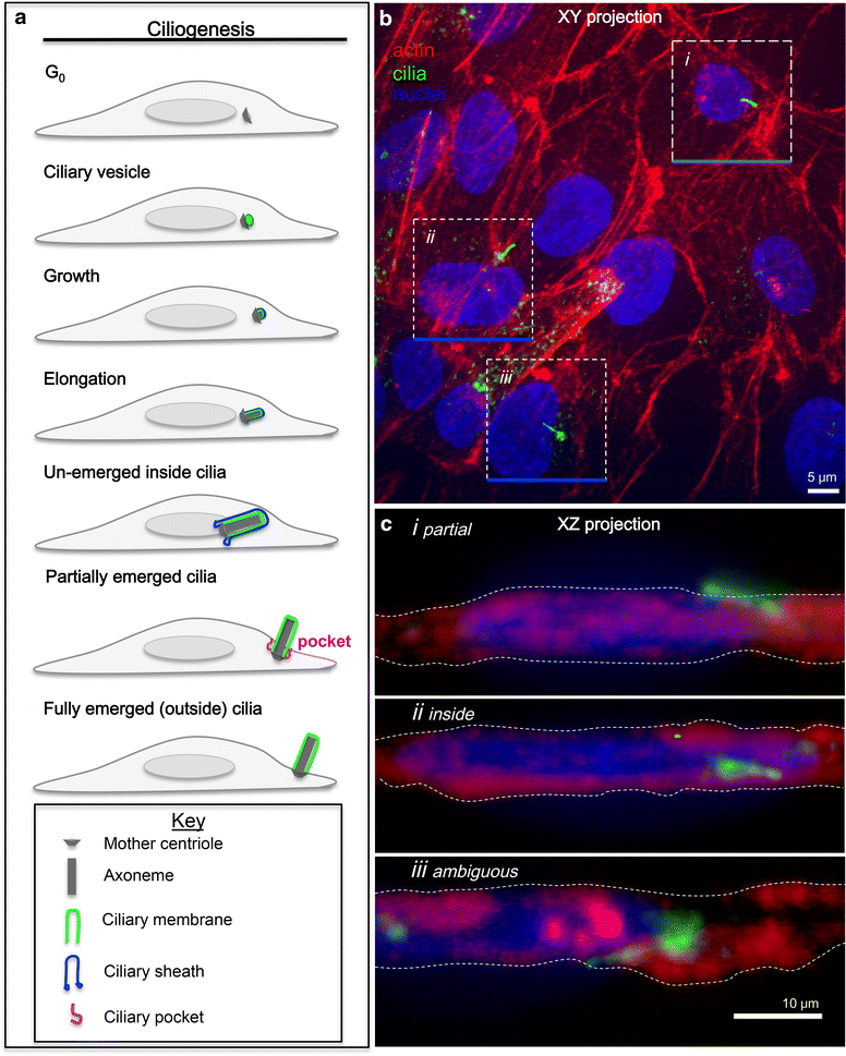 Fig. 1