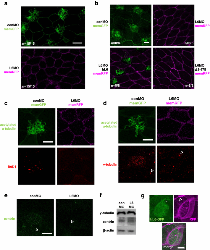 Fig. 3