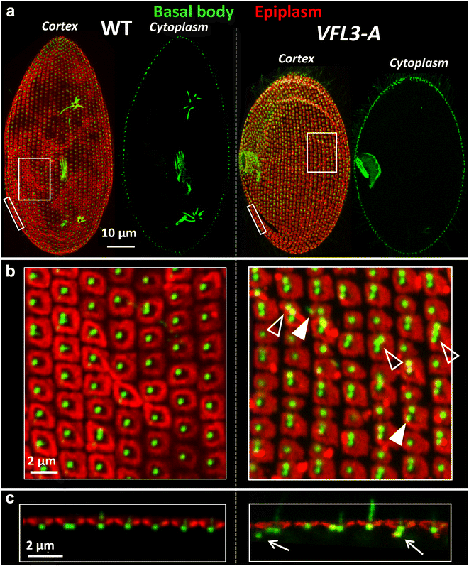 Fig. 4