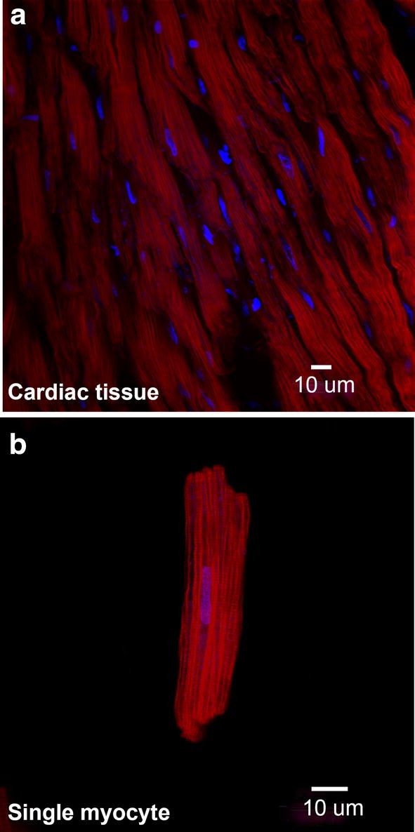 Fig. 2