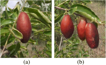 Fig. 2