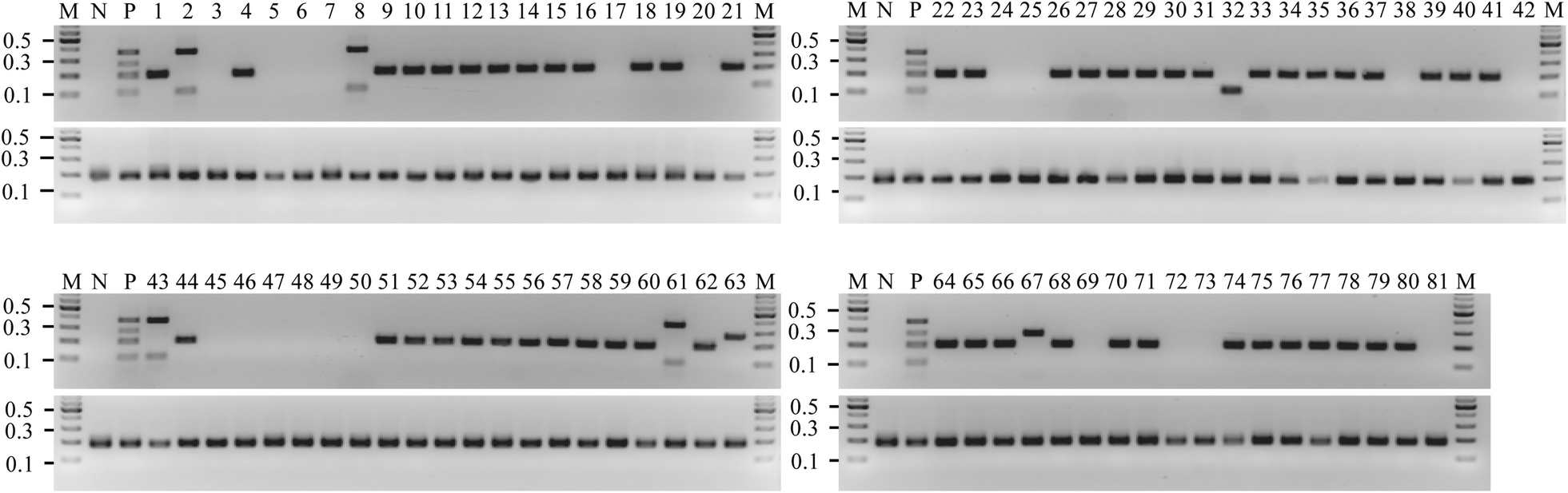 Fig. 6