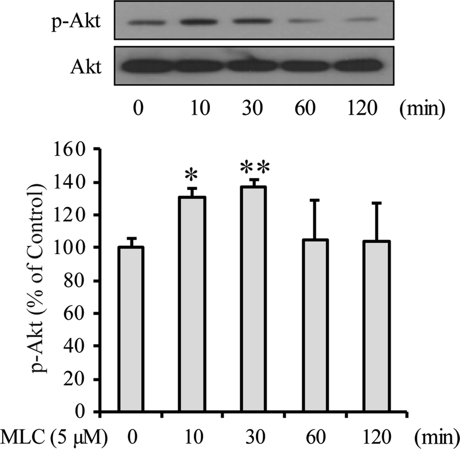 Fig. 5