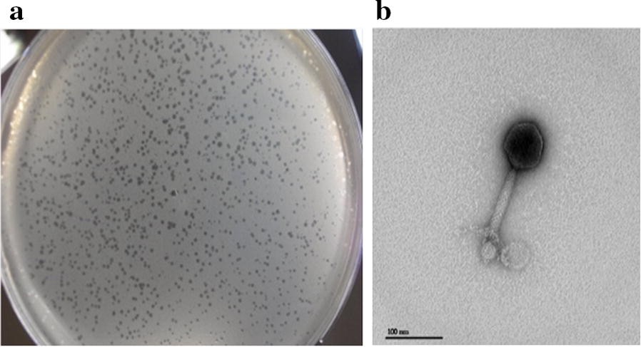 Fig. 1