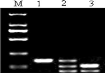 Fig. 2