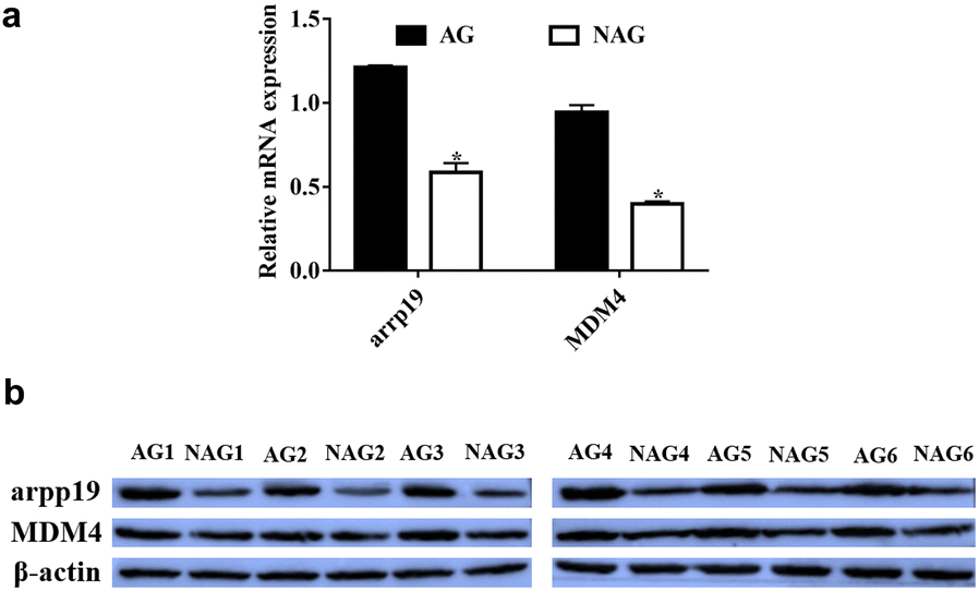 Fig. 7