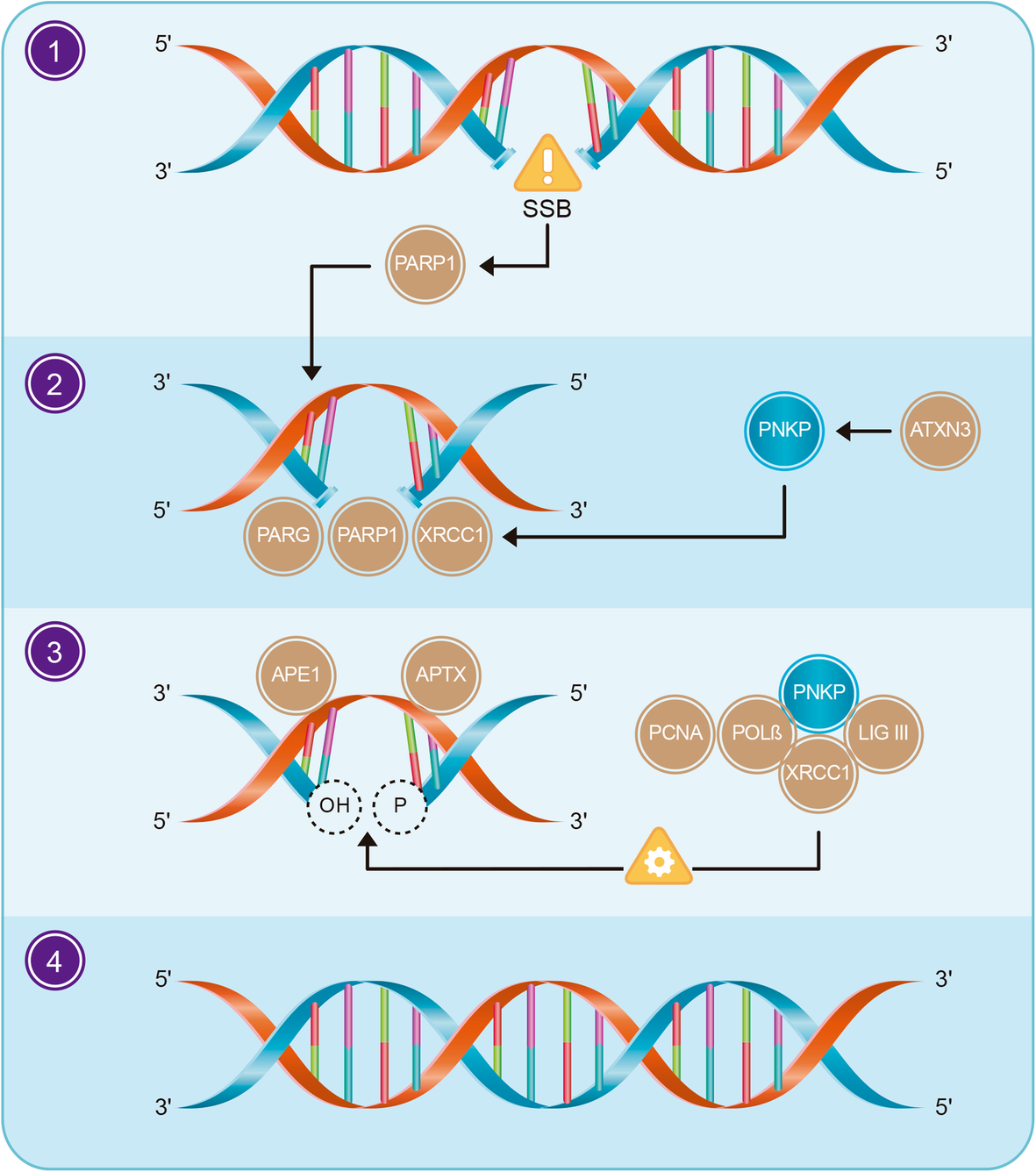 translational neurodegeneration biomed central
