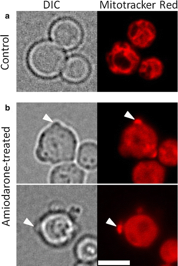 Fig. 4