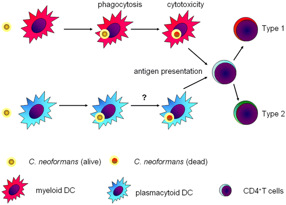 Fig. 3