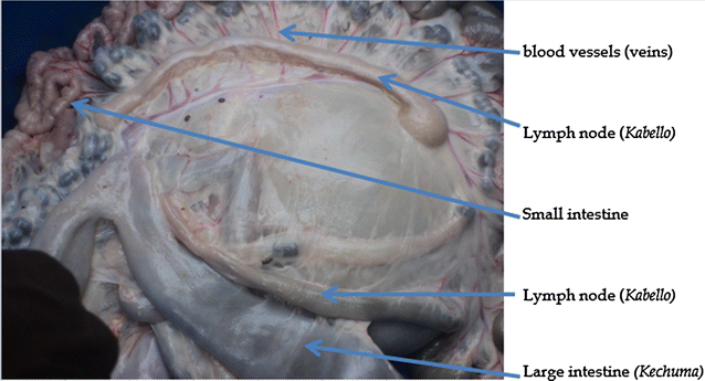 Fig. 3