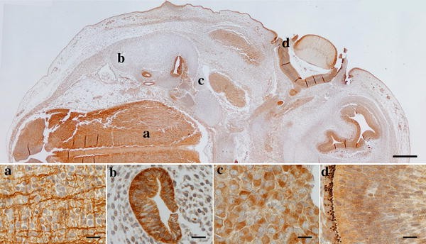 Fig. 1