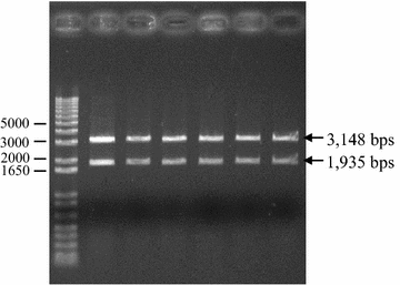 Fig. 5