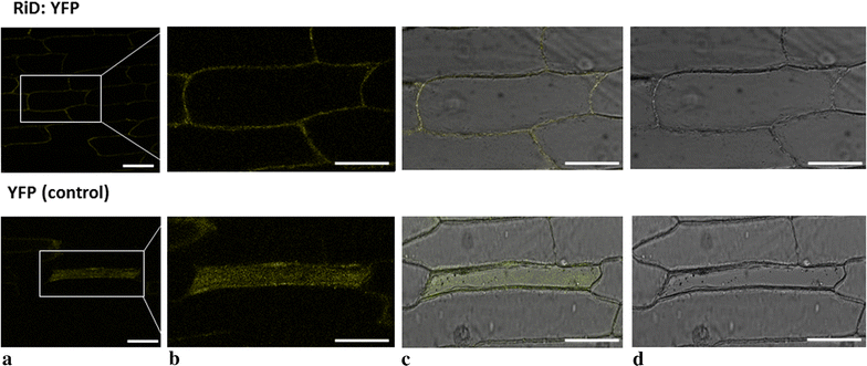 Fig. 7