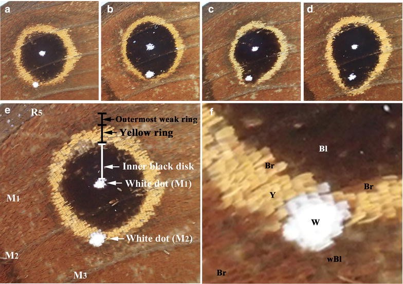 Fig. 2