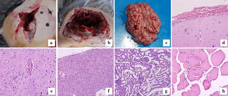 Fig. 1