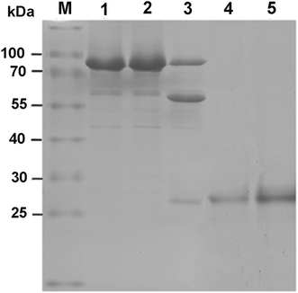 Fig. 5