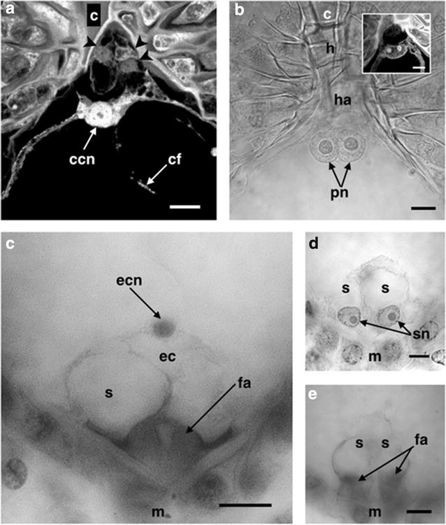 Fig. 4