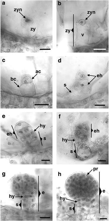 Fig. 6