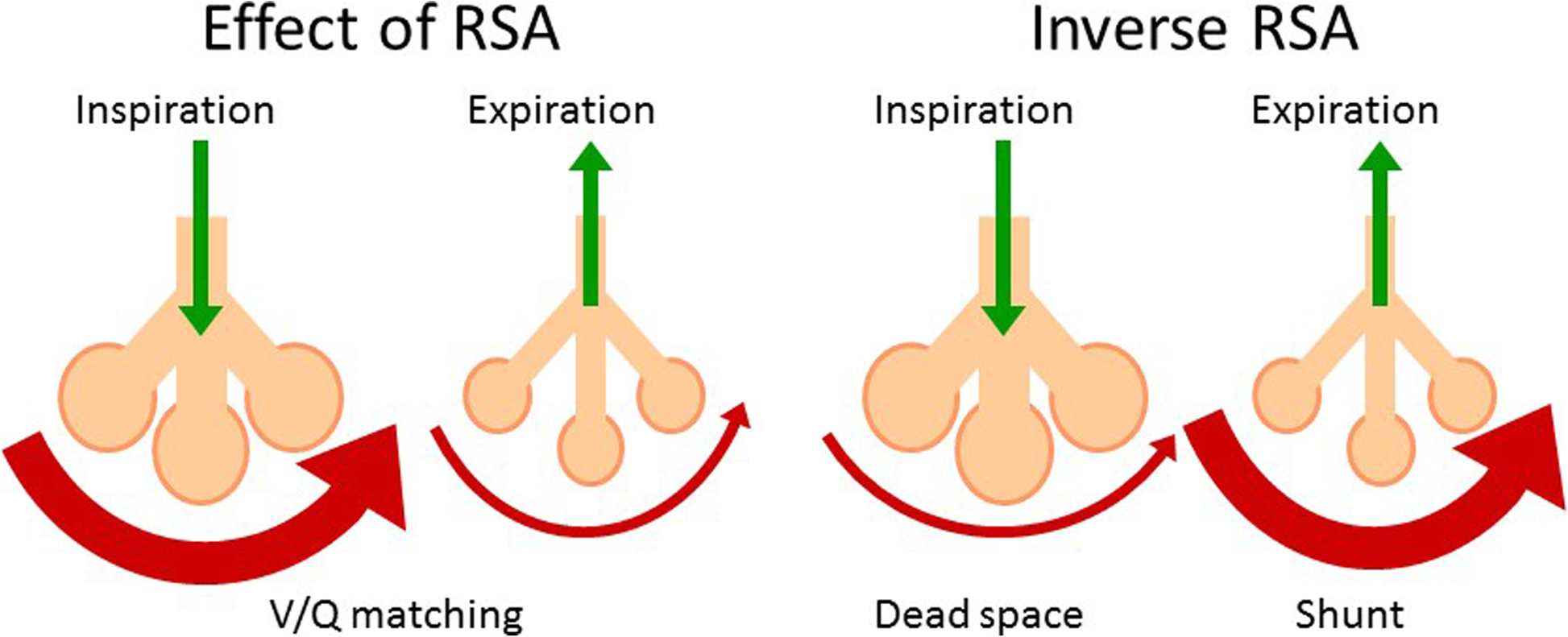 alveolar dead space alveolar dead space