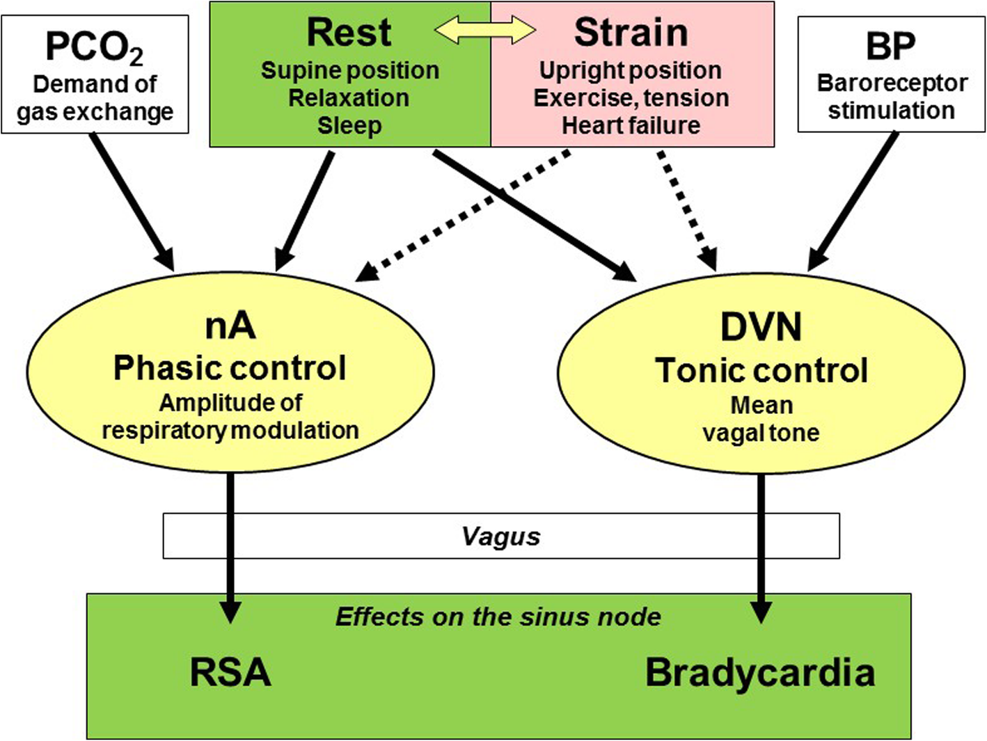 Muldyr Gods kalligraf Pitfalls of assessment of autonomic function by heart rate variability |  Journal of Physiological Anthropology | Full Text