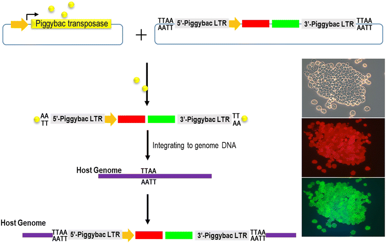 Fig. 4