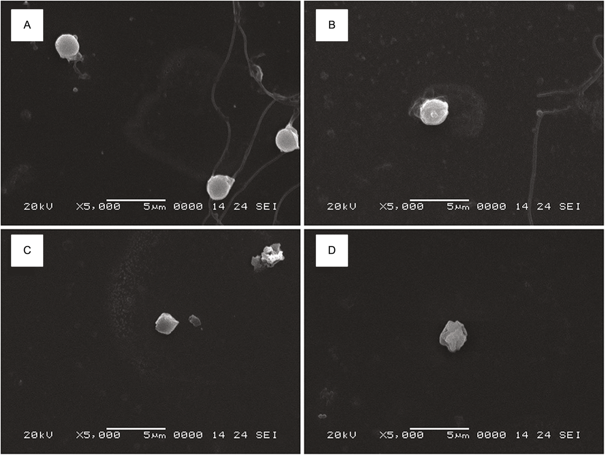 Fig. 7