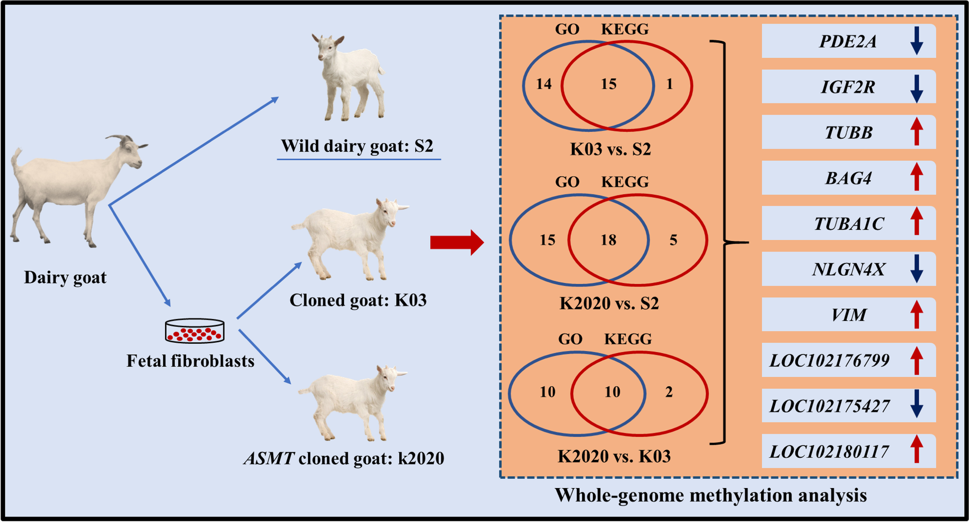 Fig. 15