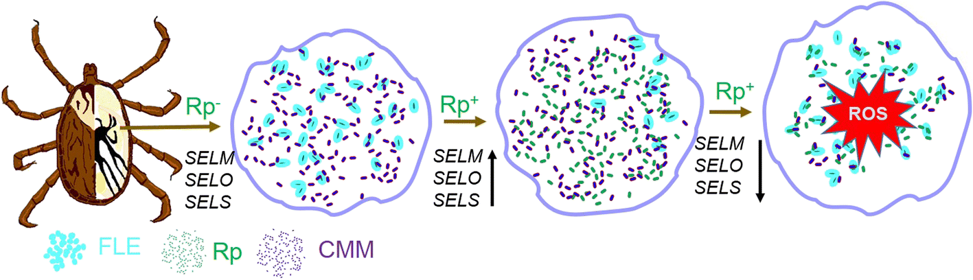 Fig. 8