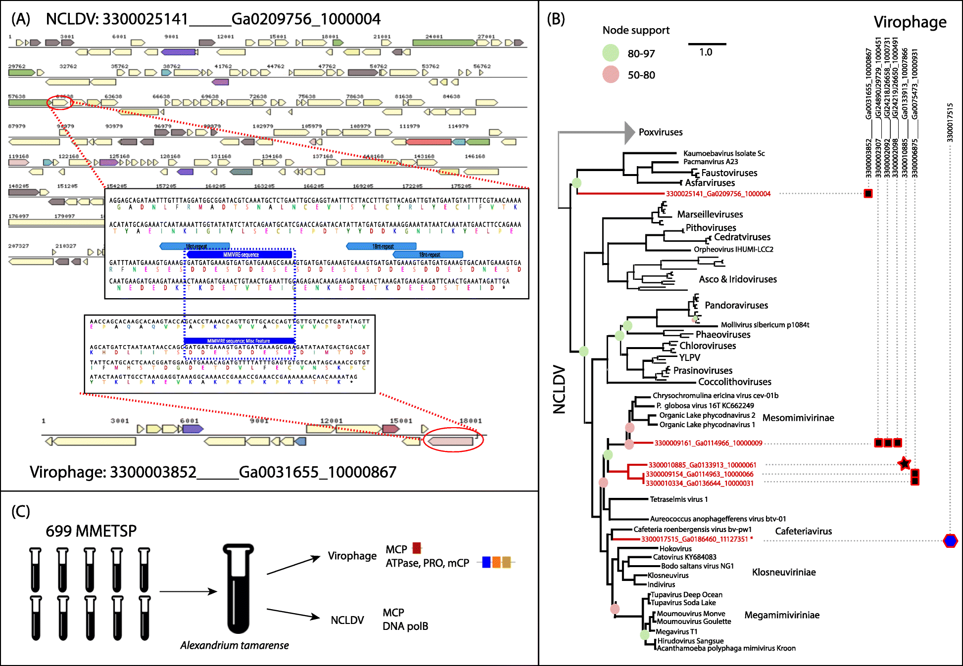 Figure 5 Diversity Evolution And Classification Of Virophages Uncovered Through Global Metagenomics Springerlink
