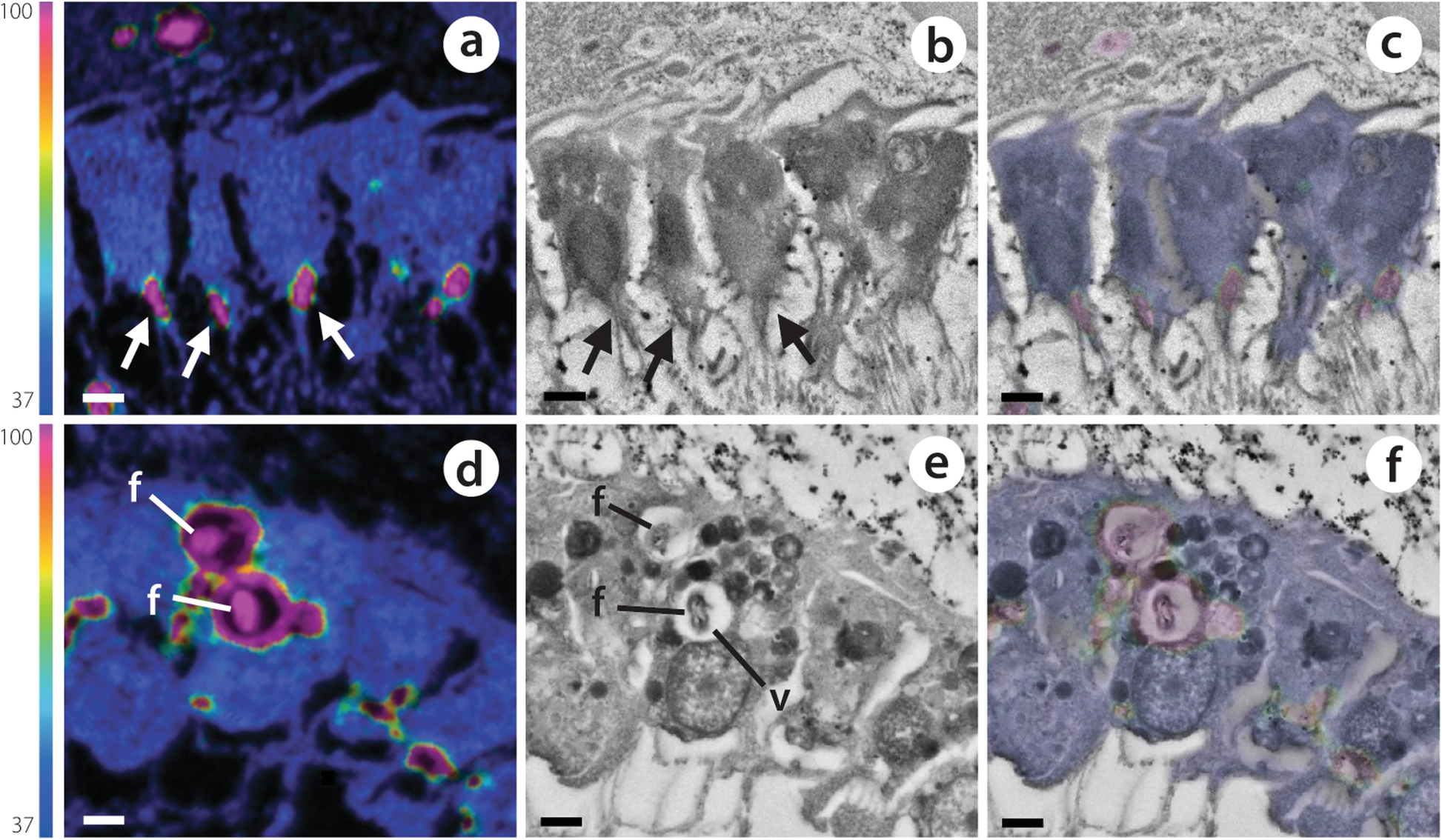 Fig. 6