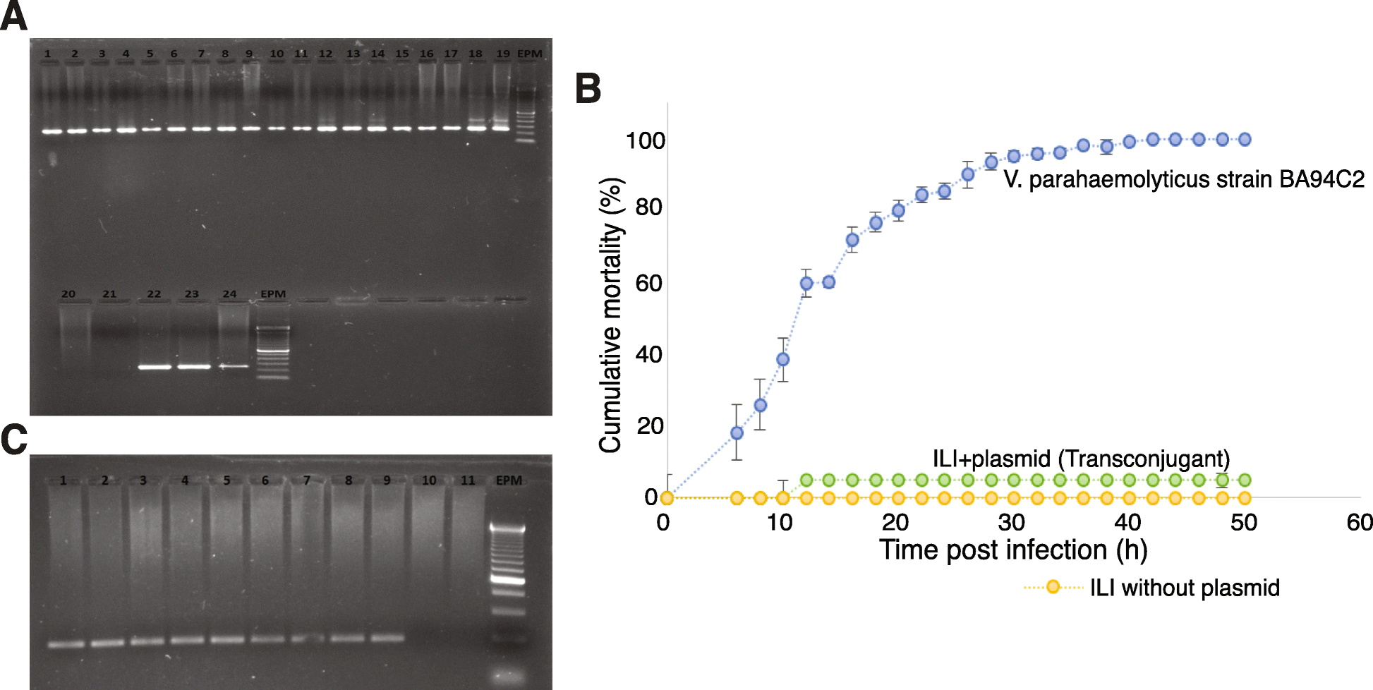 Fig. 5