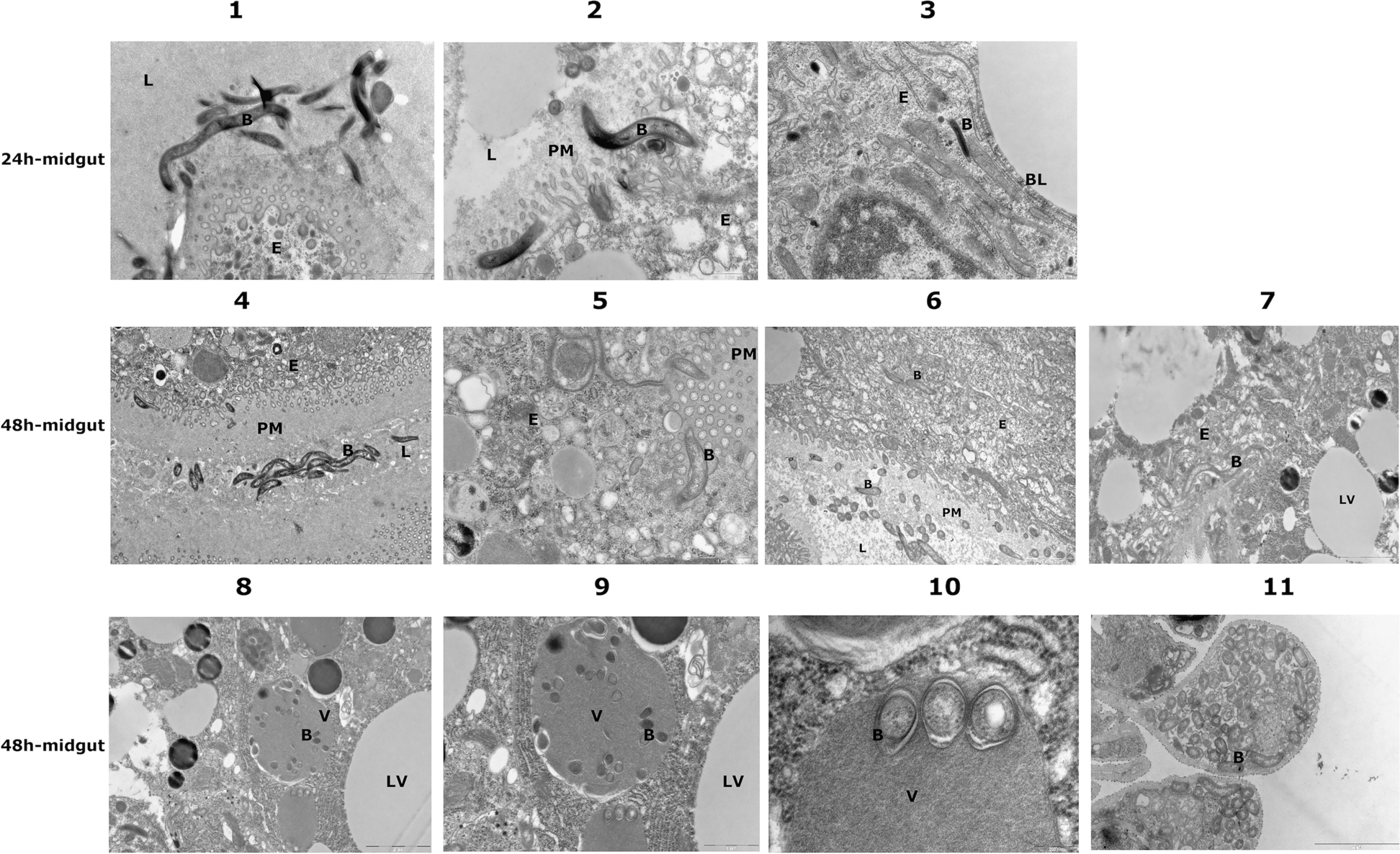 Fig. 7