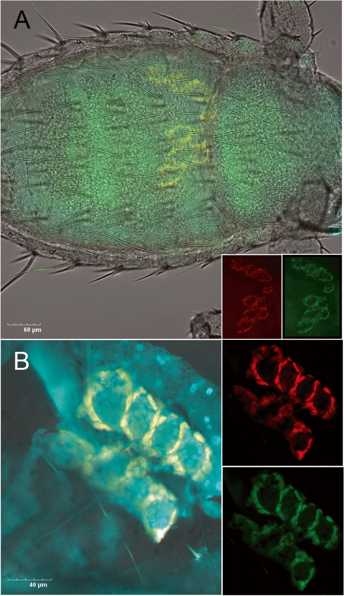 Fig. 4