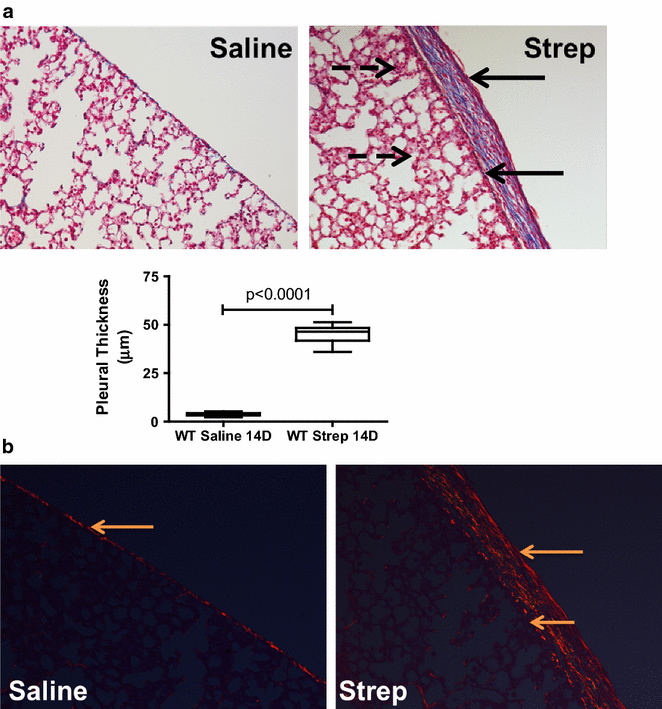 Fig. 5