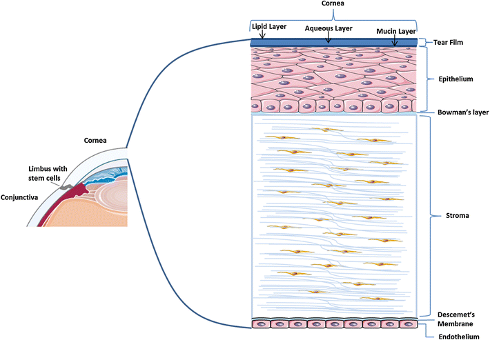 Fig. 1