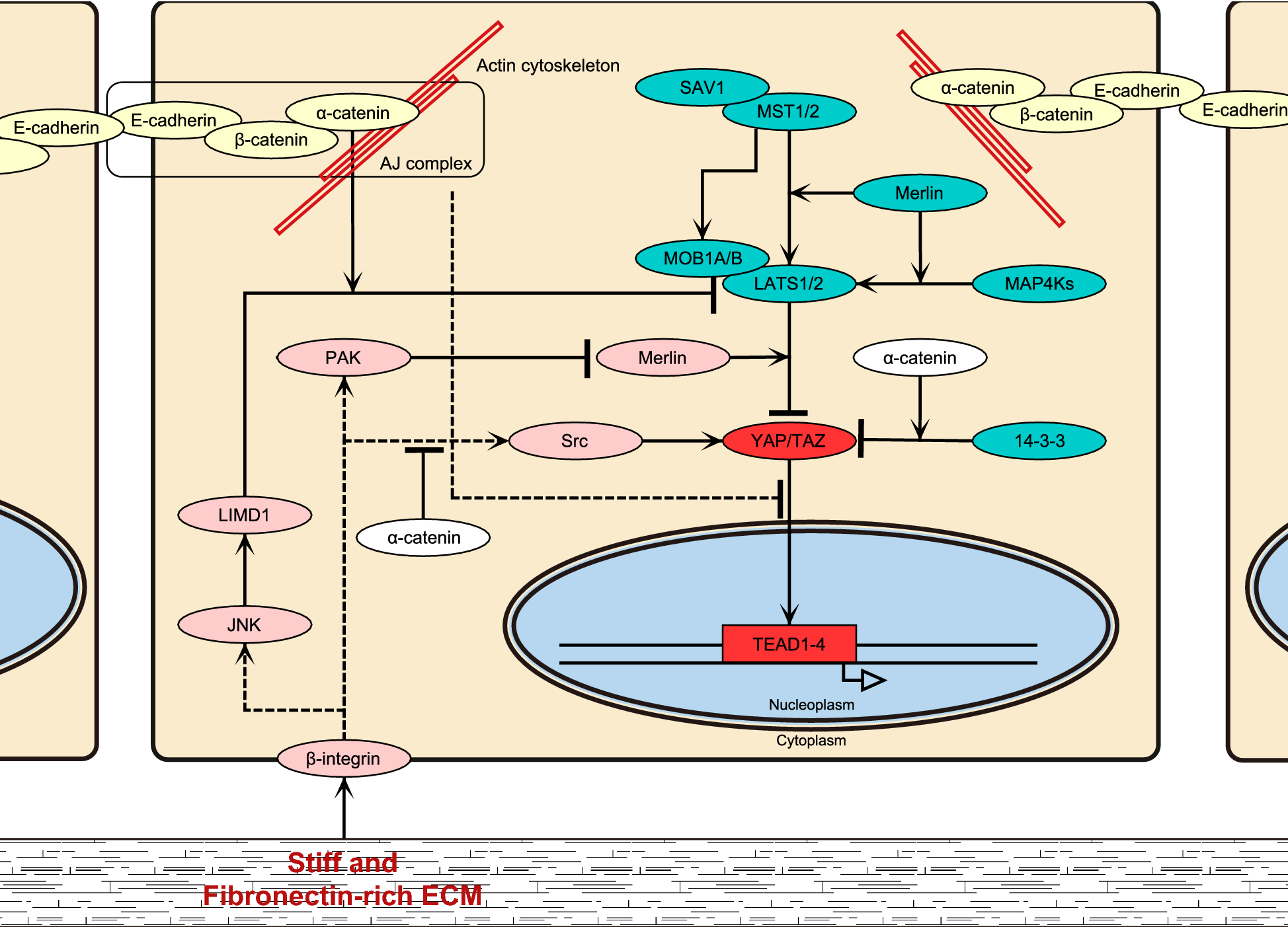 Fig. 2