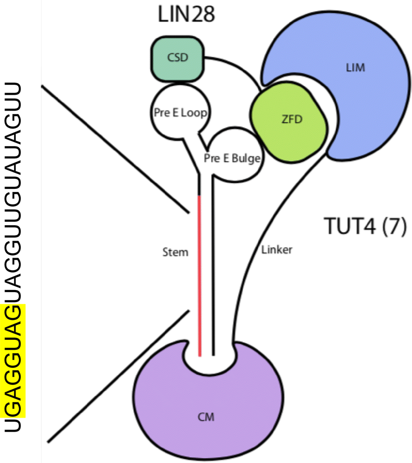 Fig. 1