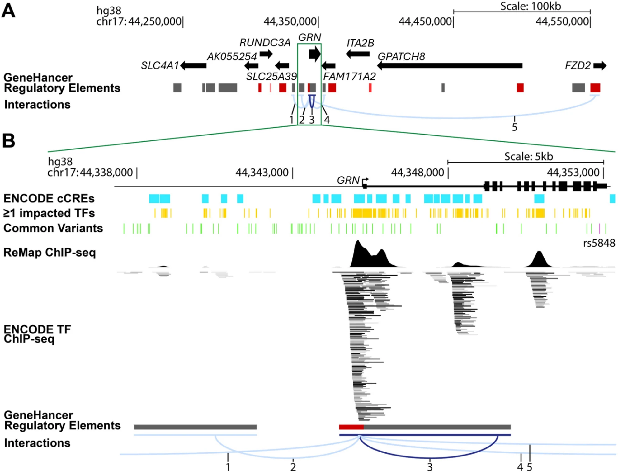 Progranulin genetic variant rs5848 displays ancestry-specific associations with Alzheimer’s disease
