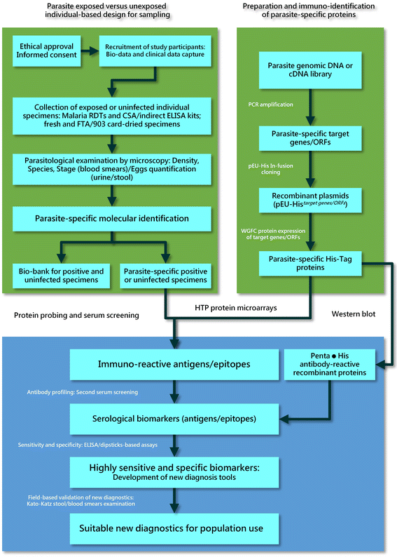 Human Parasite Identification Chart