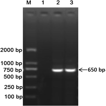 Fig. 11