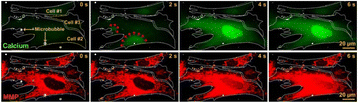 Fig. 1 (abstract P59).