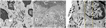 Fig. 1 (abstract P83).